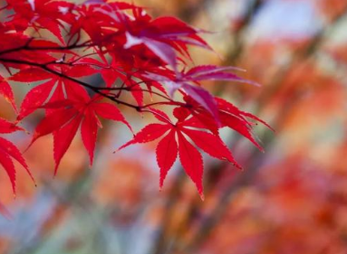 《中秋的思念》的作者延青是【大众原创诗词曲网刊】签约作家