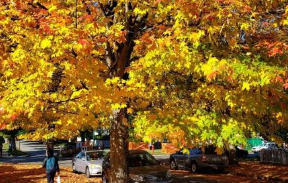 《敲窗秋雨寄深情》的作者郑占荣是【大众原创诗词曲网刊】签约作家