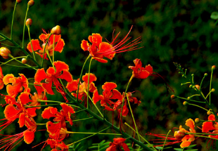 《凤凰花》的作者约你无恨是【大众原创诗词曲网刊】签约作家