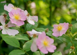 《左鹏宇家的蔷薇开花了》的作者唐曼是【大众原创诗词曲网刊】签约作家