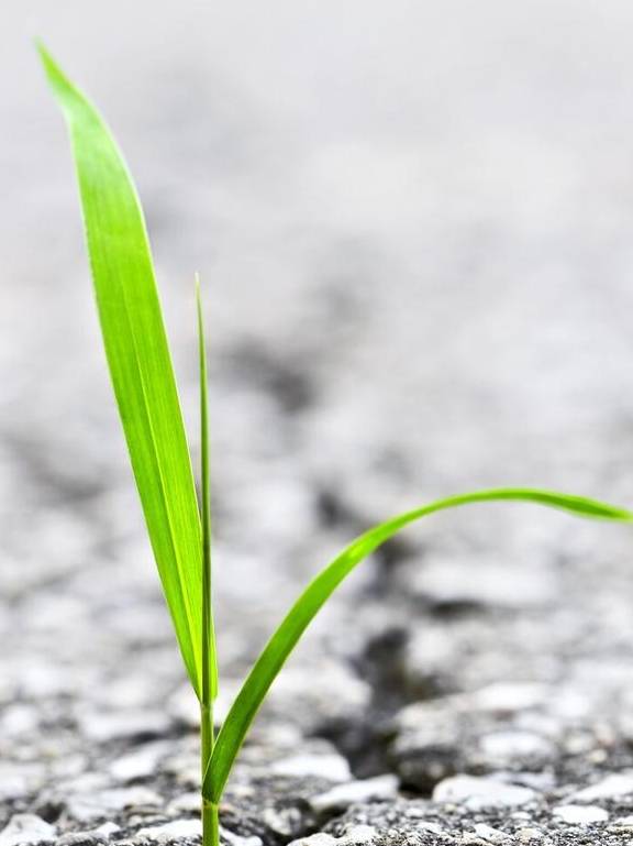 没有花香,没有树高,我是一棵无人知道的小草