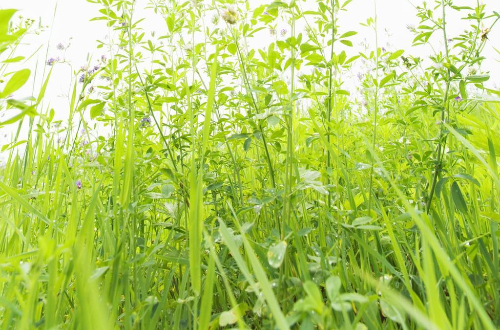 小草草地生命草丛杂草野外蓝天风景图片素材 模板下载 1.18mb 其他大全 标志丨符号 