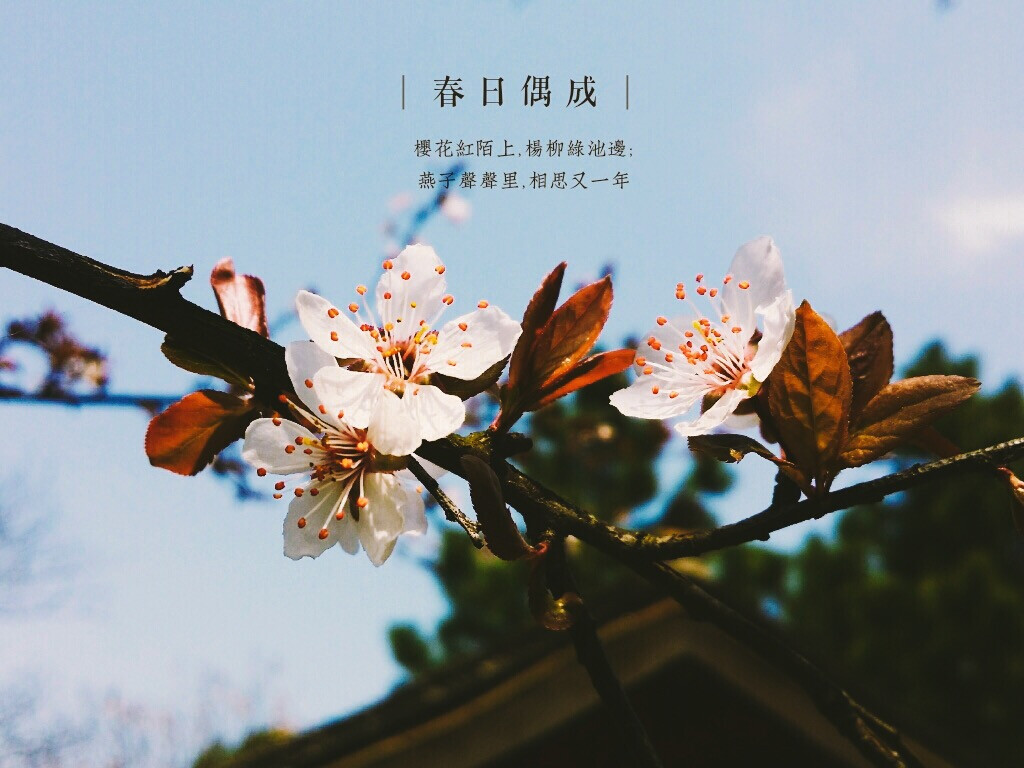 116394821.jpg