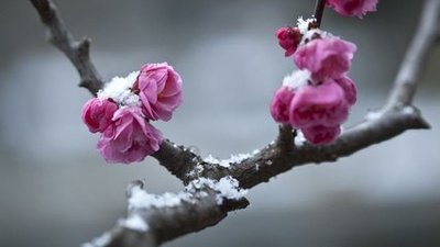 《雪梅之梦》的作家 幸福人间是【大众原创诗词曲网】签约作家
