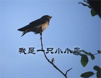 《我是一只不死的鸟》的作家沈静是【大众原创诗词曲网】签约作家