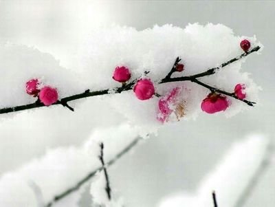 《梅雪》的作家王庆福是【大众原创诗词曲网】签约作家