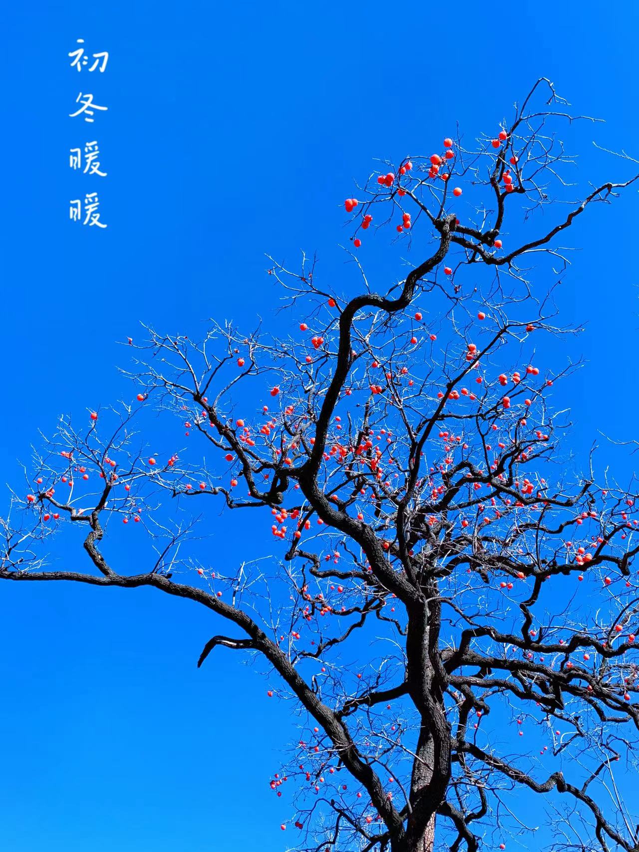 weixintupian_20211115082720.jpg