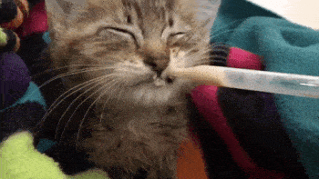 t015b55bf2055a3897e.gif