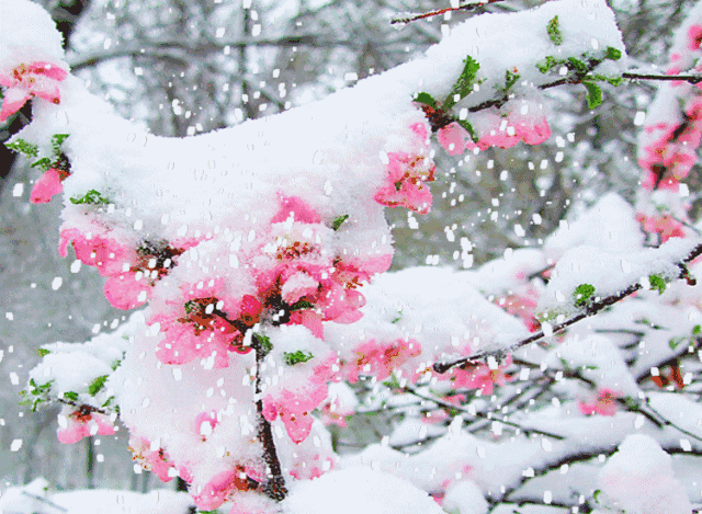 0f62c1204ab044649f95f81fa290a0ea.gif