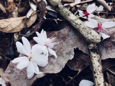 《我在春的路口等你》的作家幸福人间是【大众原创诗词曲网】签约作家