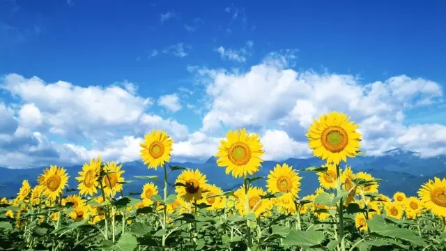 3cc299ff6a60b6d6b679ecd406e425d8_178d956aab6249b383e8585ffb7beb21_th.png