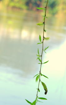 2f159d18a552ea1ec163845b19b0d47.png
