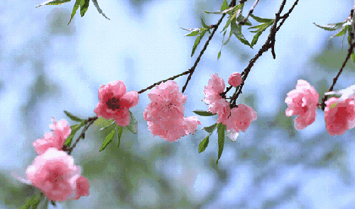 50af8b321bae346e29bb3db6dd4d2c8f_8c3144b6367150c2b5fa40921c8f12274072.gif