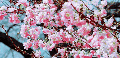 t019e376ad33ce735db.gif