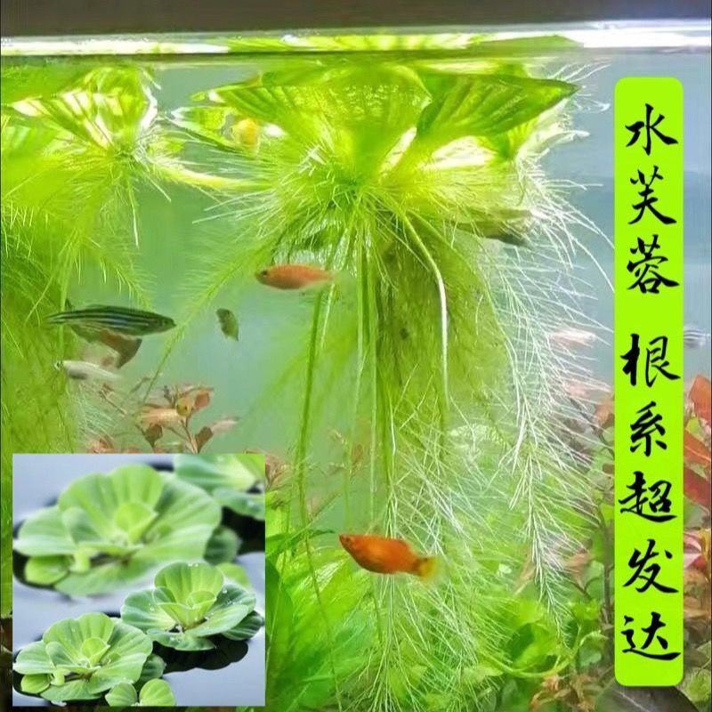 c5078f92273fcd77ca0069042af121c7_O1CN017FUab11HyLsAYJmvt_!!1906180826.jpg