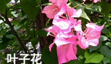 《数花朵》的作家姜金富是【大众原创诗词曲网】签约作家
