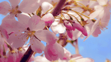 5b10682a6941766526a92d79774914f1_679c018a0dc9455e9815d2a7cfa4f931.gif