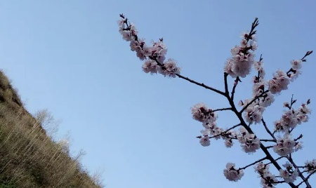 【词曲出售】《我在春天遇见你》有意者请联系