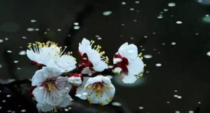 《花满天》的作家江南潜夫是【大众原创诗词曲网】签约作家