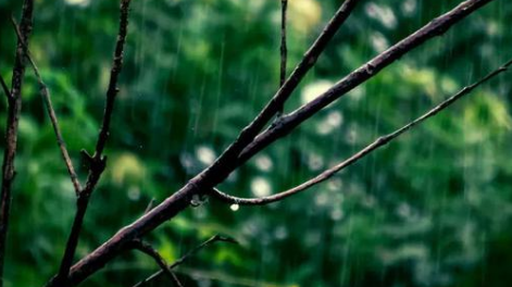 《倚窗听雨》的作家天中山人是【大众原创诗词曲网】签约作家