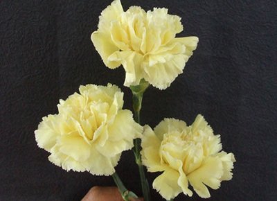 9d6e24d519fabe033b8a418206217c69_t012bdb6f4969270eff.jpg