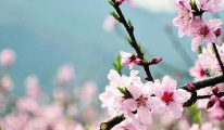 《春暖花开好时节》的作家杨广武是【大众原创诗词曲网】签约作家