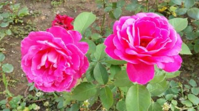 27b3a1c668f3a917ed3a9e66d5d9b0ee_t01be64c3061e9e93ea_size=640x360.jpg