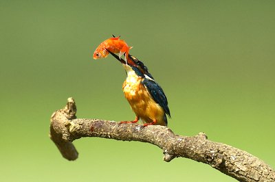 bd2d67f795659baf3fe833410e1a15bd_t01e0c4cc22fc9beac5.jpg