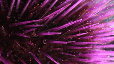 t01da9e59d6c7c4e775.gif