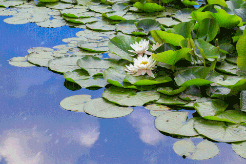dd27fa5c7658f2edc49d99b24c6a111c_0584306eb84e468ca21c41210f39dd0c.gif