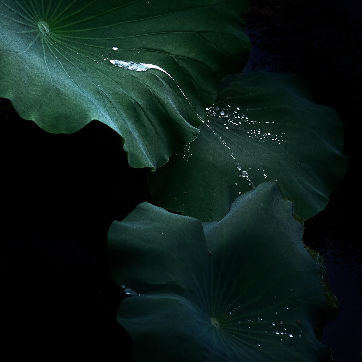 707a4447a3c9a7ed250597c5a94b257e_15288581.jpg