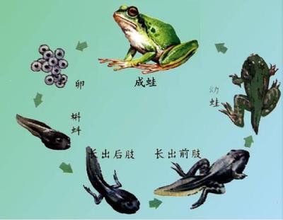 《青蛙礼赞》的作者郑占荣是【大众原创诗词曲网刊】签约作家