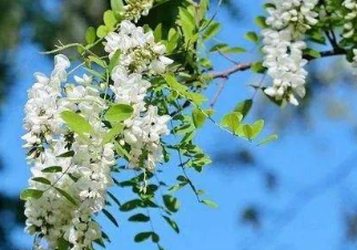 《槐花朵朵引群蜂》的作者郑占荣是【大众原创诗词曲网刊】签约作家
