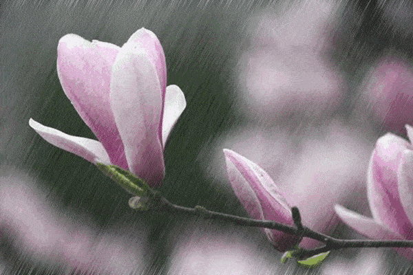 24657bef24584b314f4293d8263ebef8_6d354da571b14958bc208259705771f3.gif