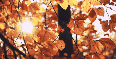324bbdaaf64c37bfe99aea1f63fb0fa8_t017c1aa6303dc76078.gif