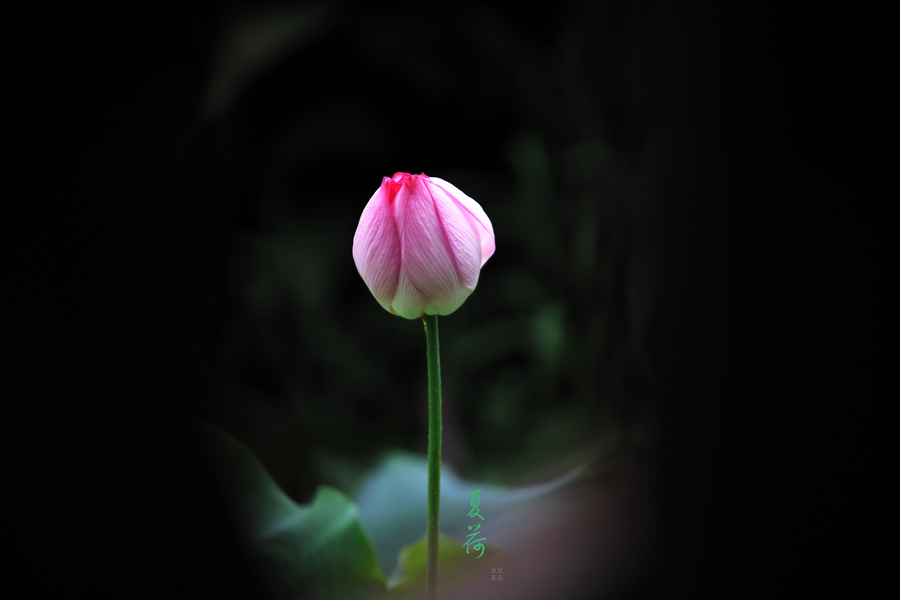 0c4fe186de279c8b7d0ec27a408b95eb_223140408_1596085226954_mthumb.jpg