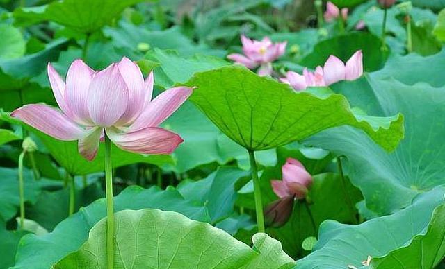036b0652fa55d6037f445333ba91805e__url=http%3A%2F%2Fdingyue.ws.126.net%2F2020%2F0805%2F368cbc4ej00qekubo0016d000hs00asp.jpg&thumbnail=650x2147483647&quality=80&type=jpg.jpg