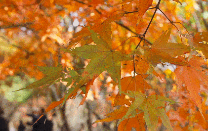 37e2dcd0463ae7415eab50daecf5fa09_02eceab973384b9d93c44626f35c645e.gif