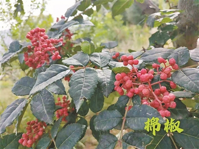 b2d021292293a5df6fc9a24caa7152ce_5b047777-09d8-4ee9-906b-0a6e03b3db0c.jpg