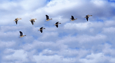 c074651441b005c8c380fc07a9ea0a76_t01462054c400762548.gif
