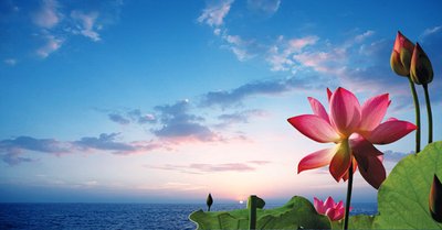 《绽放》作者：​谢建春【大众原创诗词曲网刊】签约作家