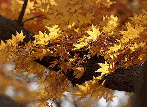 1728ae1bd6bde99515b73a6d1b8465d3_06653566d4404fa48feffa4cd3fdf266.gif