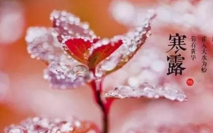 《寒露有思》作者：高晓华【大众原创诗词曲网刊】签约作家