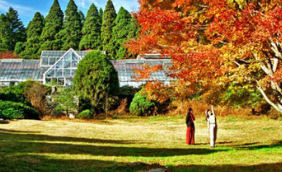 《​秋景》作者：陈山峰【大众原创诗词曲网刊】签约作家