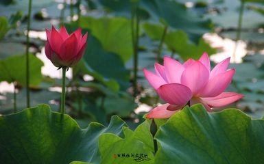 《再聚莲湖​》作者：樊志刚【大众原创诗词曲网刊】签约作家