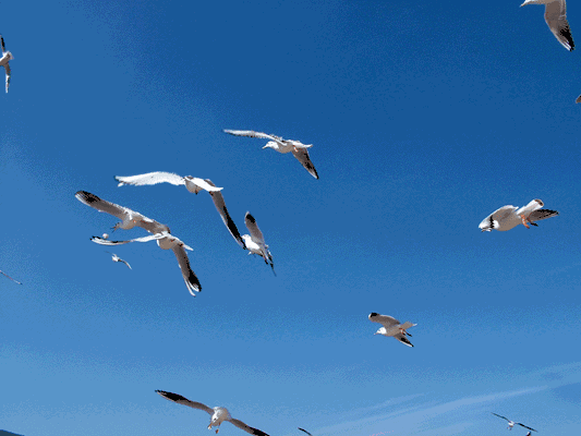 55506f186c7ed54c61496e88b21f56ad_61b092634426441eb3c008b8220cd16e_from=pc.gif