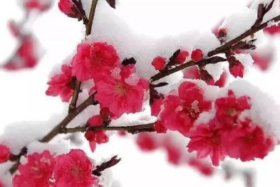 《枝头雪》作者： 谢建春【大众原创诗词曲网刊】签约作家