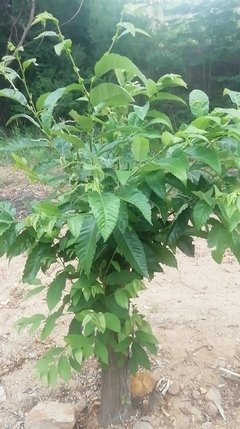 e006fc1c9a25c4d60e4d9cf66df37397_t010a4e467065e765a0.jpg
