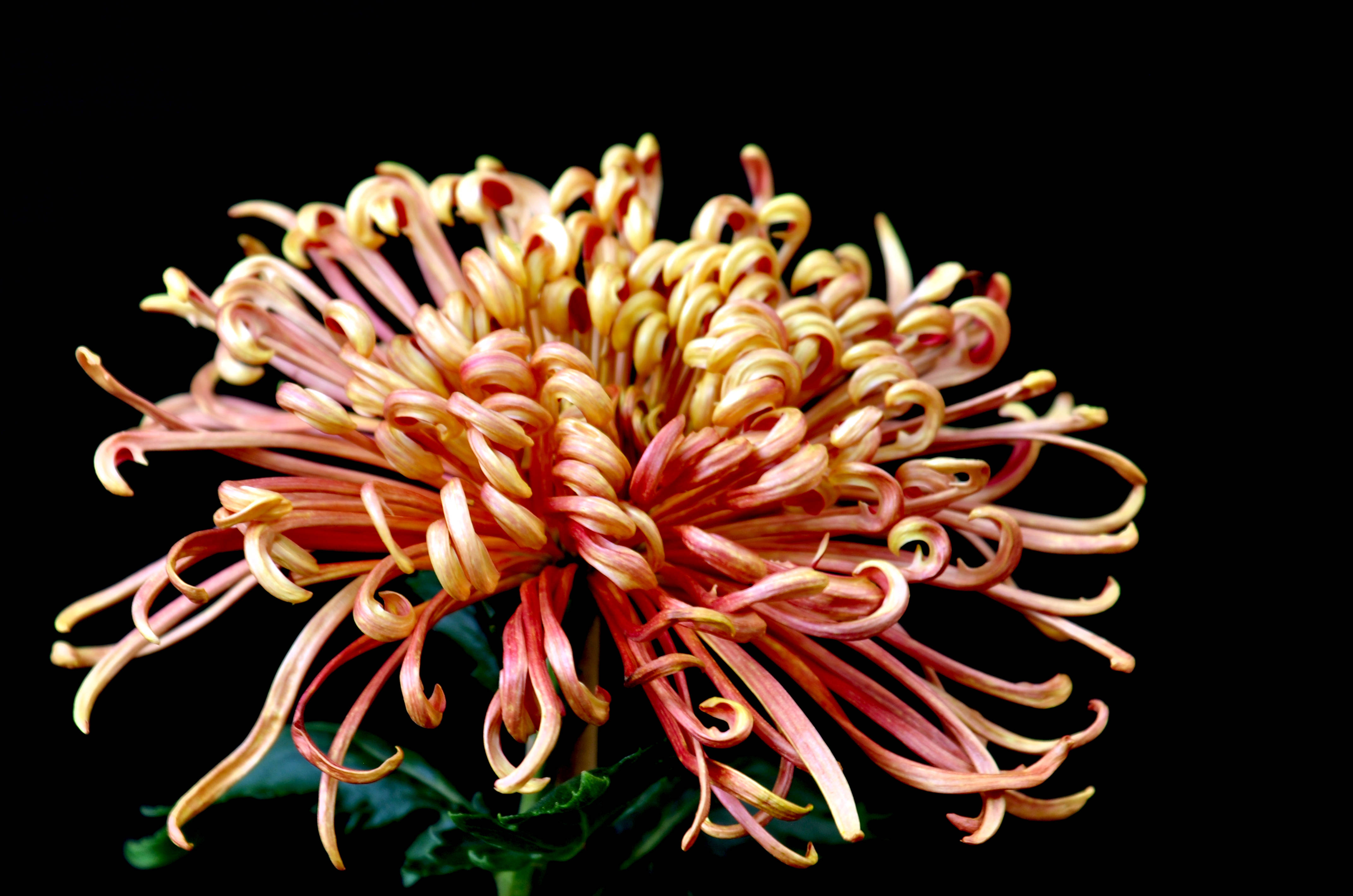 2c16394f130b82fd7959b862ad11064c_7695febe76704eef837fc36a4e862f87.jpeg