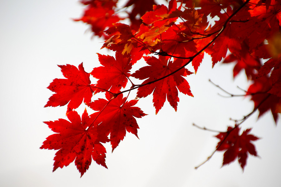 1702969138250953.jpg b92830237350997c7a071e0d77124086_28114835_1383050389337_mthumb.jpg